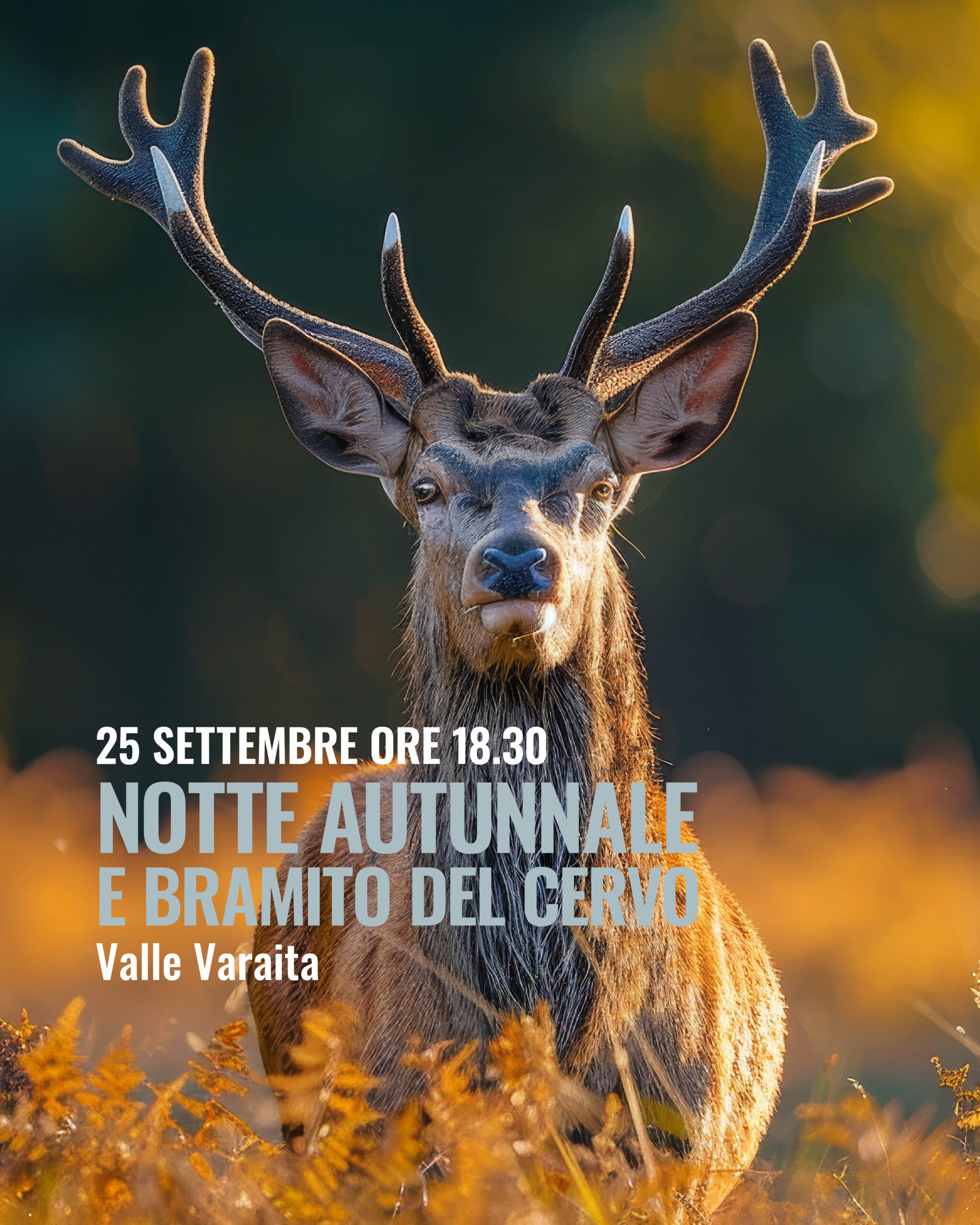 25 SETTEMBRE BRAMITO del cervo